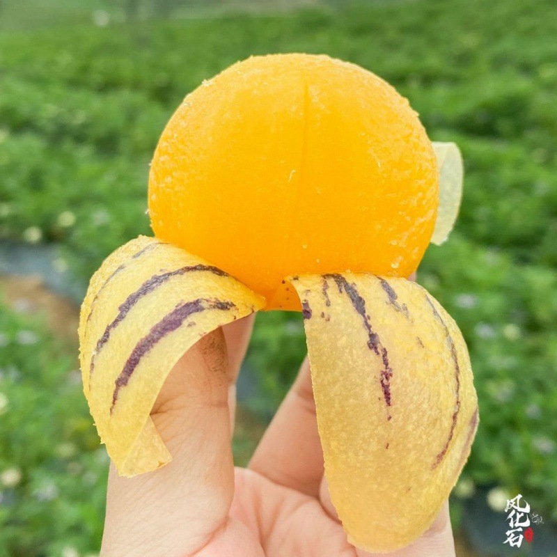 云南石林人参果大果新鲜水果成熟黄肉人生果圆果-阿里巴巴