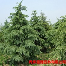 厂家批发新采雪松种子 印度雪松树种子宝塔松种子雪松树苗种籽