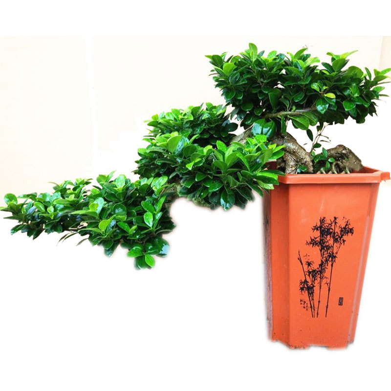 悬崖榕树盆景批发 室内盆栽绿植租摆 造型小叶榕树种植出口基地