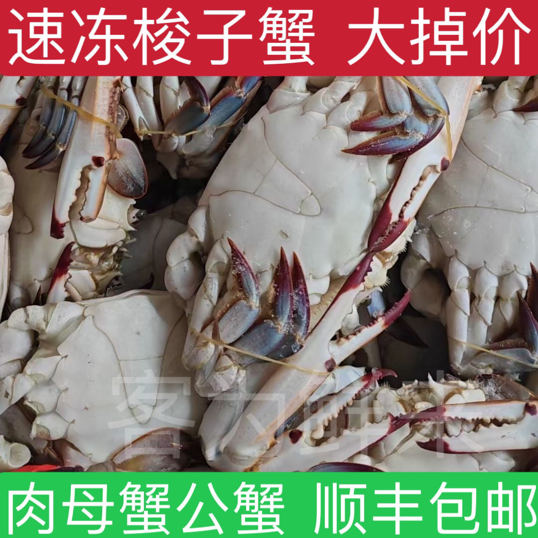 新鲜冷冻野生梭子蟹母蟹海鲜水产大螃蟹花脐蟹飞蟹二母蟹海鲜呛蟹