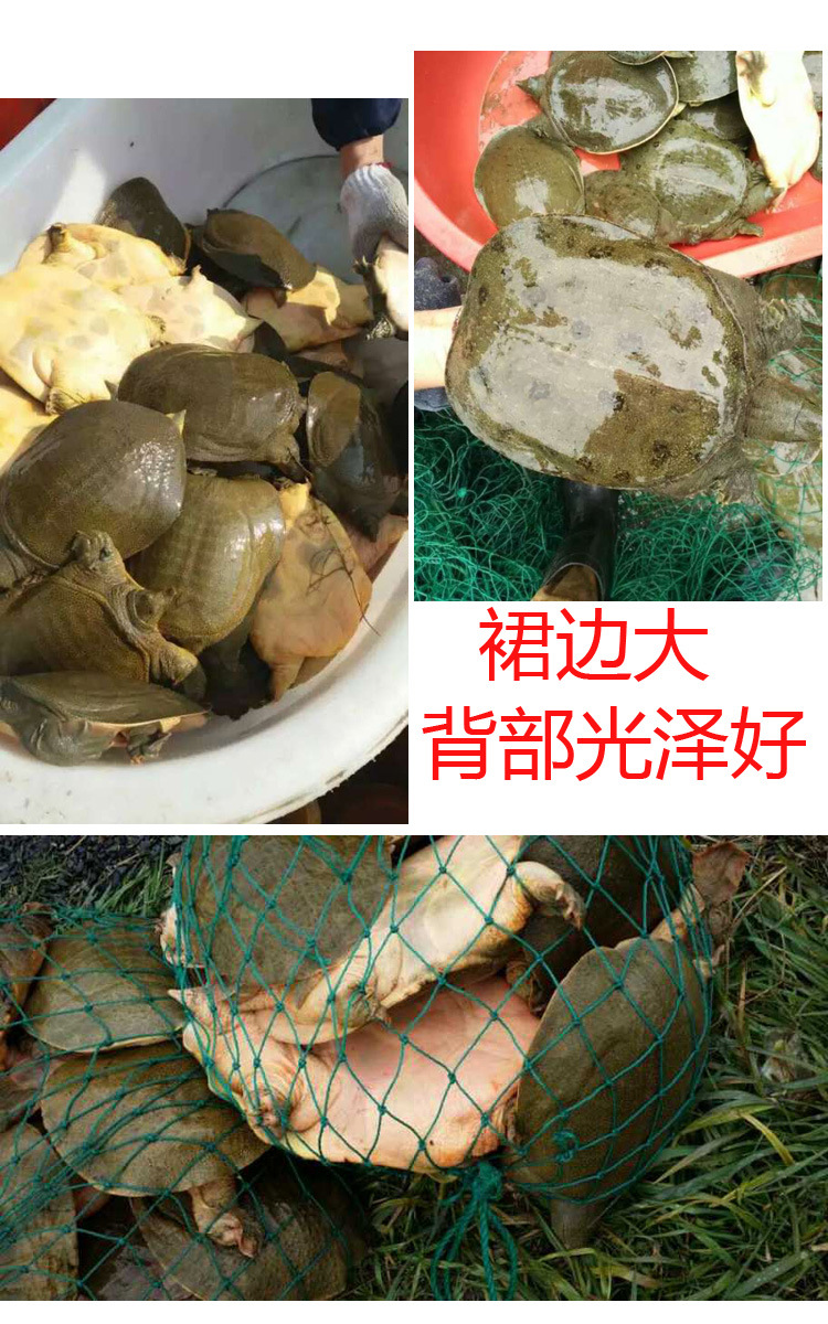 青黄背外塘大甲鱼活体鲜活食用水库新鲜中华老鳖王八水鱼团鱼