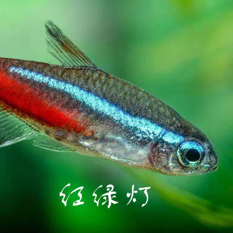 红绿灯鱼霓虹灯霓虹脂鲤淡水热带小型观赏鱼缸灯科鱼群游