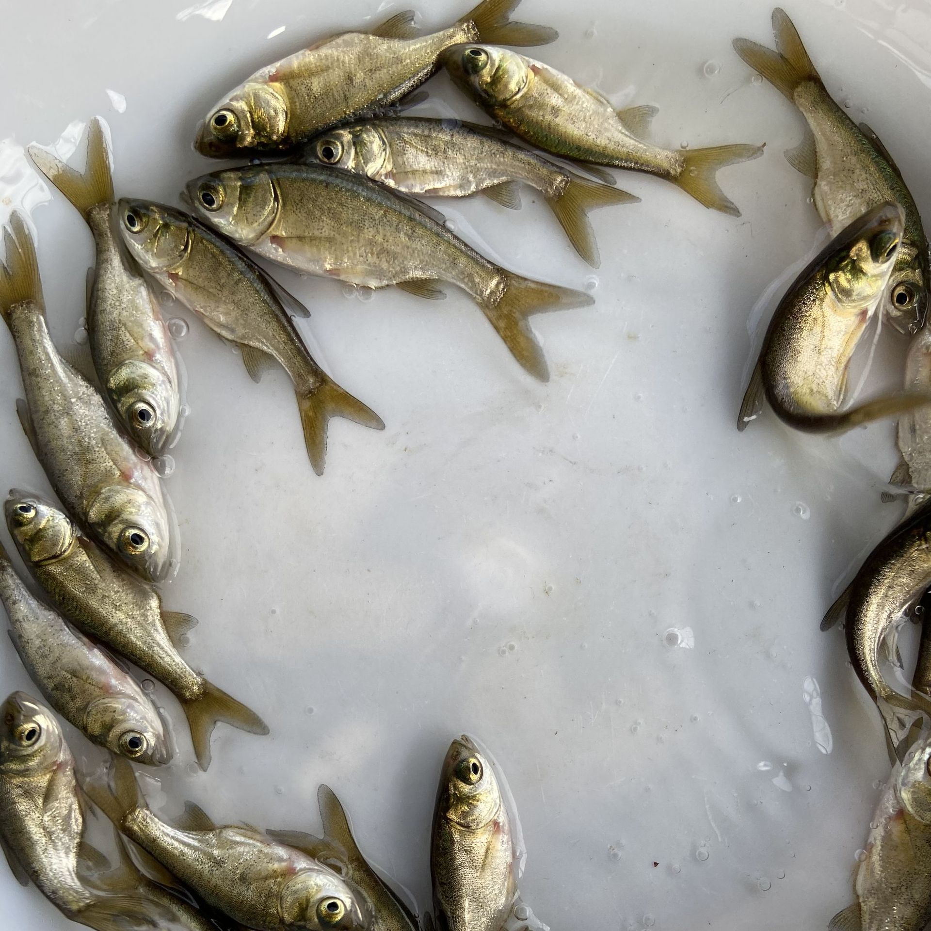 场地直供优质花鲢鱼苗大头鱼鱼苗批发胖头鱼雄鱼鳙鱼鱼苗