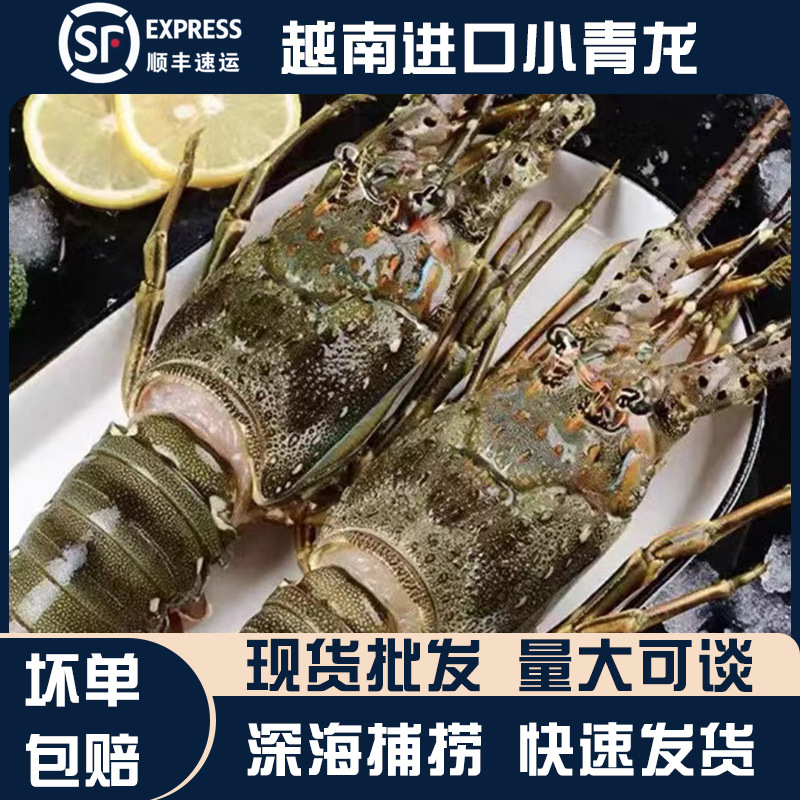 越南进口生冻小青龙整箱速冻锁鲜发货冰鲜龙虾海鲜水产超大小龙虾