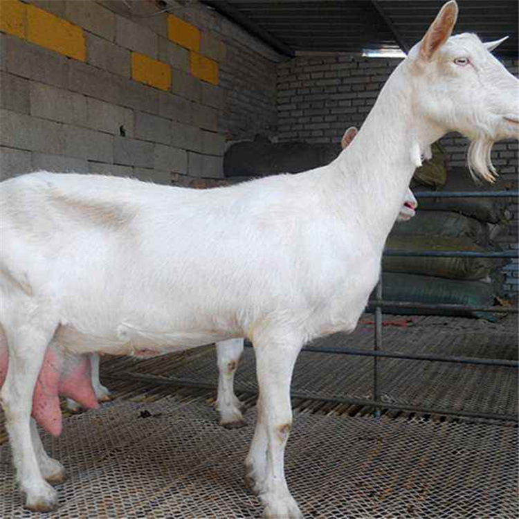 杜泊绵羊活羊好养殖养100只杜泊绵羊基础母羊成本一岁奶山羊-报价