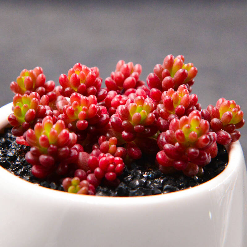 多肉植物组合盆栽绿植带盆红色浆果大颗老桩群生多头肉肉-阿里巴巴