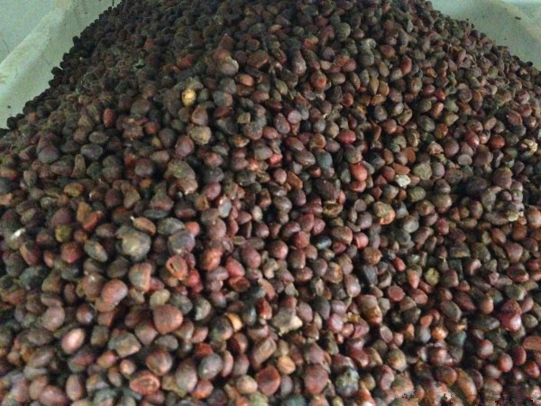 含笑树种子 深山含笑种子又名含笑花种子 乐昌含笑种子 含笑种子