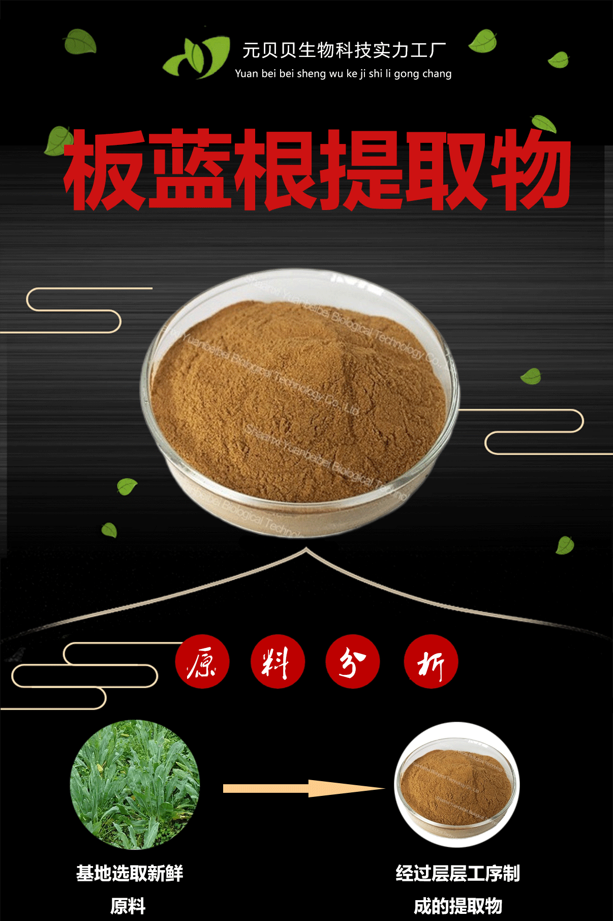 板蓝根详情首图