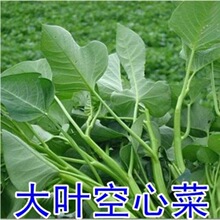 空心菜种子水生