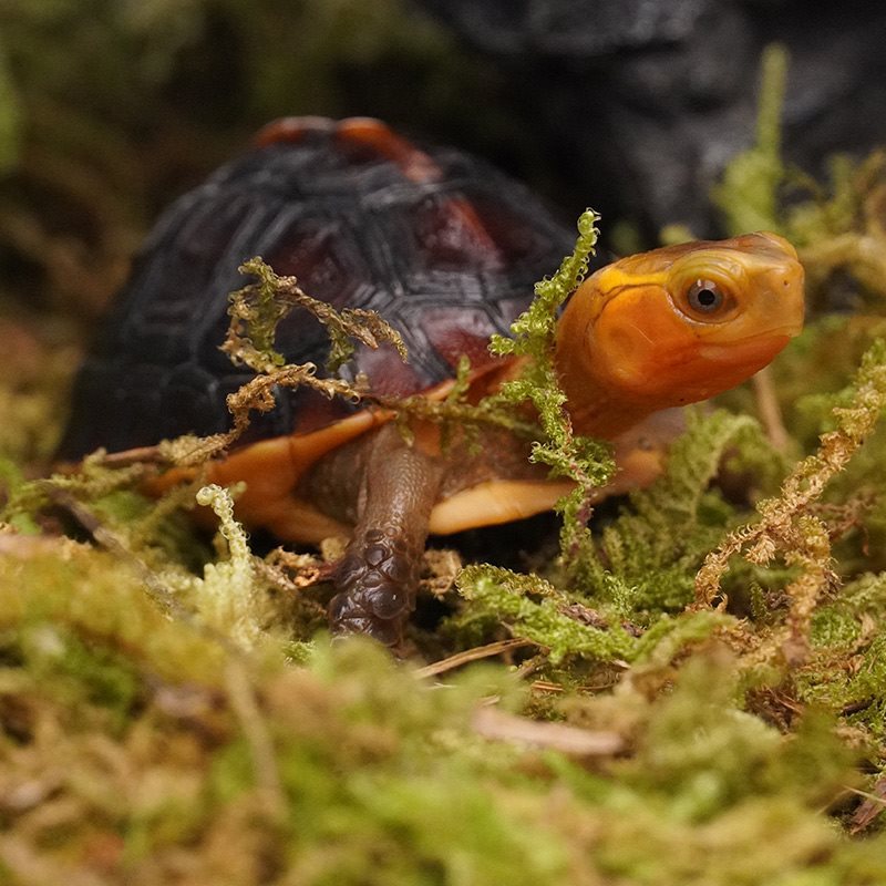 种黄缘龟乌龟活体东部金钱龟小宠物安缘龟台缘龟陆地箱幼龟龟苗