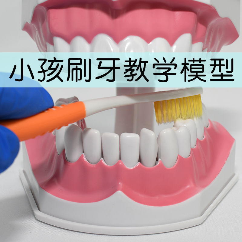 牙齿模型儿童早教刷牙两倍大幼儿小孩口腔教学幼儿园教刷牙速卖通