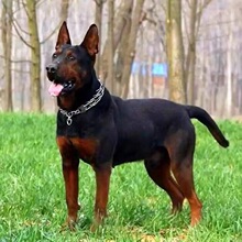 川东猎犬幼犬活体大型犬中型猛犬邻水狗狩猎犬家养狩猎犬活物狗