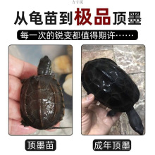 墨龟苗外塘宠物龟黑腹龟苗观赏龟全黑小乌龟情侣龟活物龟一件批发