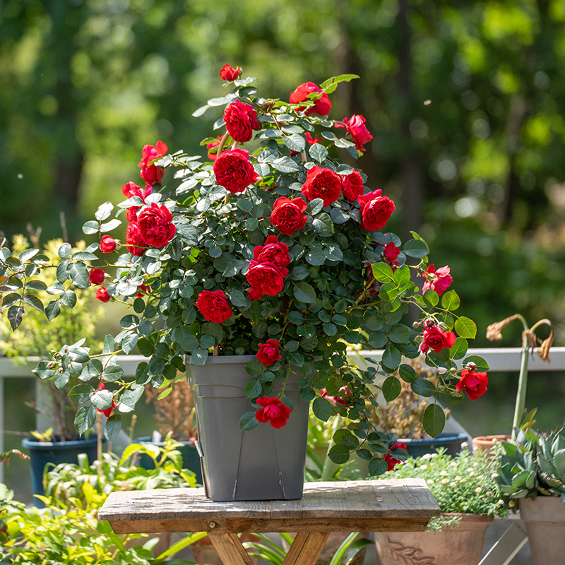 5升】天狼月季 龙沙宝石蓝雨爬藤月季盆栽苗蔷薇花苗