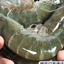 对虾海虾大虾鲜活青岛虾类基围虾大虾白虾海捕冷冻青虾海