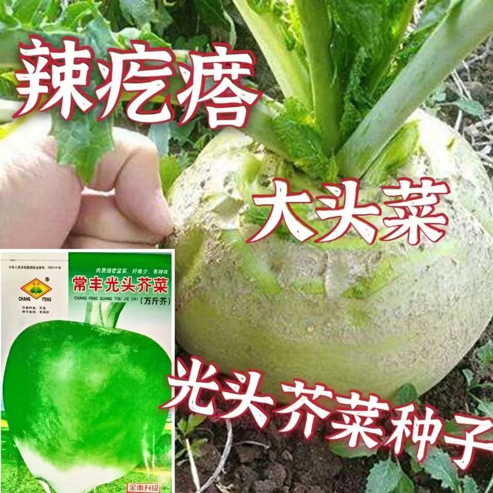 光头芥菜种子特大辣疙瘩种籽芥菜种籽四川辣菜四季蔬菜孑子大头菜