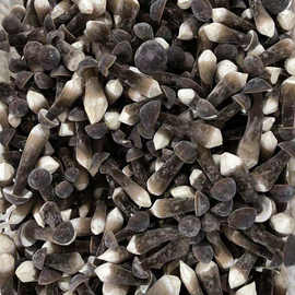 新鲜黑皮鸡枞菌鸡枞菇黑鸡枞黑皮菇火把鸡枞煲汤火锅食材酒店批发