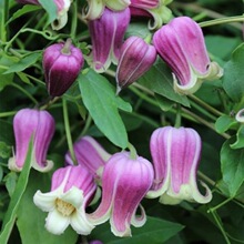 东篱园艺耐寒铁线莲樱桃唇天使舞裙胭脂扣多年生花园地栽爬藤花卉