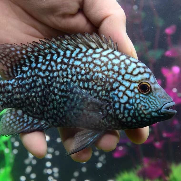 德州豹鱼绿巨人鱼德萨斯豹鱼慈鲷鱼凶猛鱼观赏热带鱼发财鱼风水鱼