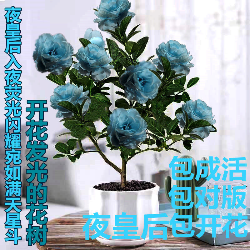 夜皇后入夜荧光闪耀宛如满天星斗开花明亮浓香型四季耐寒稀有花卉