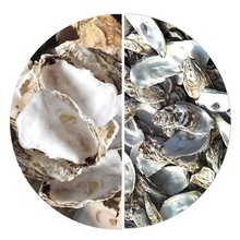 建筑材料贝壳 牡蛎贝壳 工艺品蚝壳散个单个蚝壳批发水族过滤材料