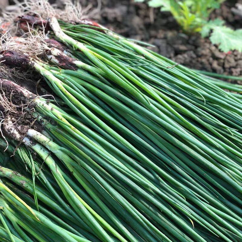 带箱5斤小葱新鲜红根葱发芽葱蘸酱菜香葱农家蔬菜新鲜蔬菜批发
