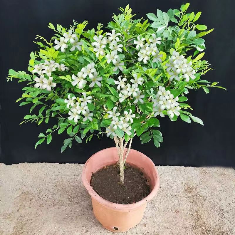 九里香盆栽室内植物浓香花卉盆景老桩四季开花千里香绿植好养