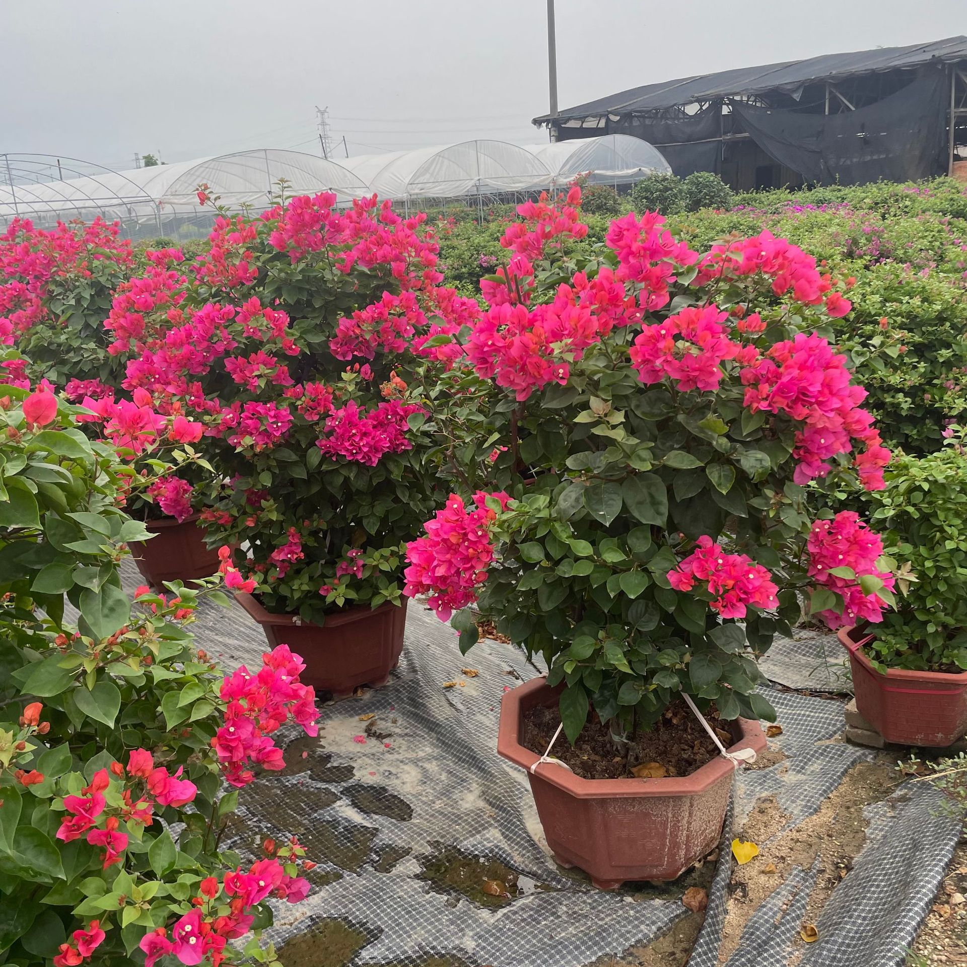 四季红三角梅盆栽球型勒杜鹃产地价格造型三角梅桩景批发-阿里巴巴