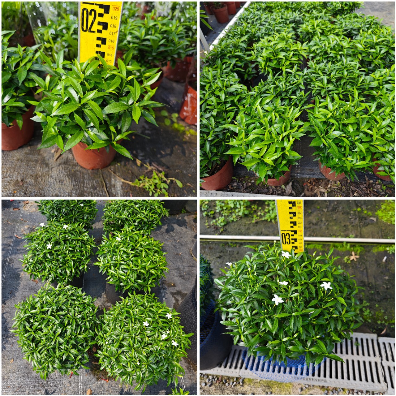 珍珠狗牙花盆苗带花苞户外庭院室内阳台四季开花绿植花卉草花盆栽