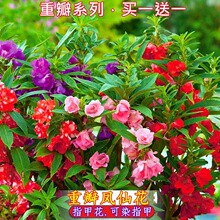 凤仙花盆栽花草种子四季种易活指甲花籽室内外阳台四季植物花种子