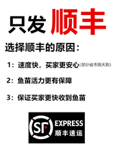 南方两须大口鲶鱼苗耐低温淡水养殖冷水肉食土鲶河鲶塘鲺鱼苗包邮