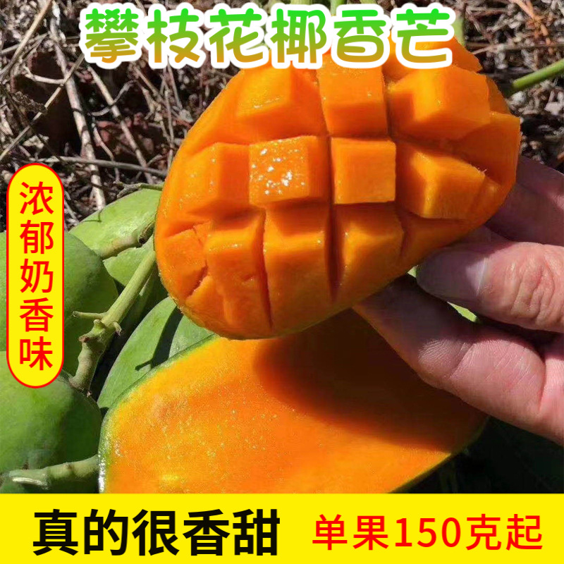 四川攀枝花椰香芒果青皮鸡蛋芒浓郁椰奶香味特产果园直发5/9斤