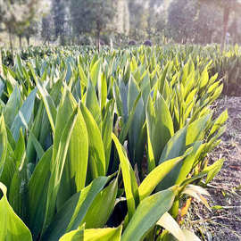 青叶一叶兰地苗 蜘蛛抱蛋 花叶洒金一叶兰一叶青箬叶耐阴绿化苗木