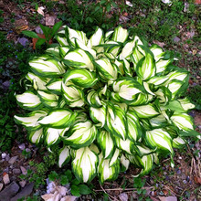 玉簪花苗盆栽植物喜阴室外阴生花卉院子种在庭院的花