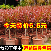 七彩铁 千年木绿植 盆栽水培植物室内马尾铁庭院耐旱盆景花卉多肉