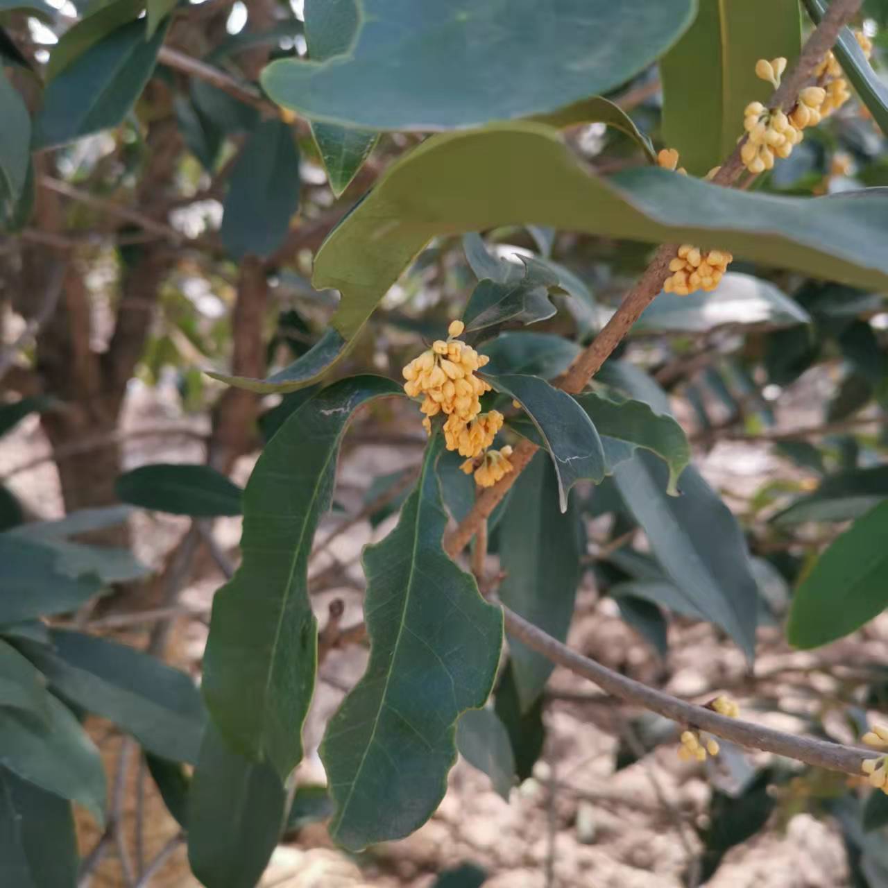 月桂树与桂花树的区别图片