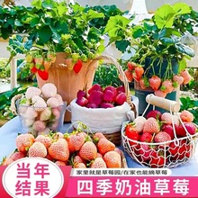草莓苗四季奶油种子食用香甜大果新手易种阳台盆栽水果蔬菜种籽