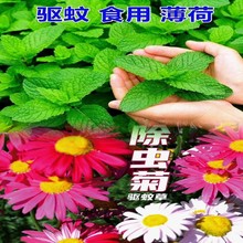 批发除虫菊种子薄荷种籽室内阳台驱蚊草花卉种孑种植四季播种