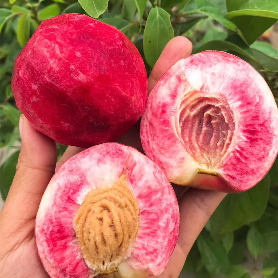 桃桃家批发-桃桃家批发厂家,品牌,图片,热帖-阿里巴巴