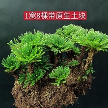 卷柏九死还魂草盆栽吸水石造景绿植不死草适合懒人养的植物迷你晒