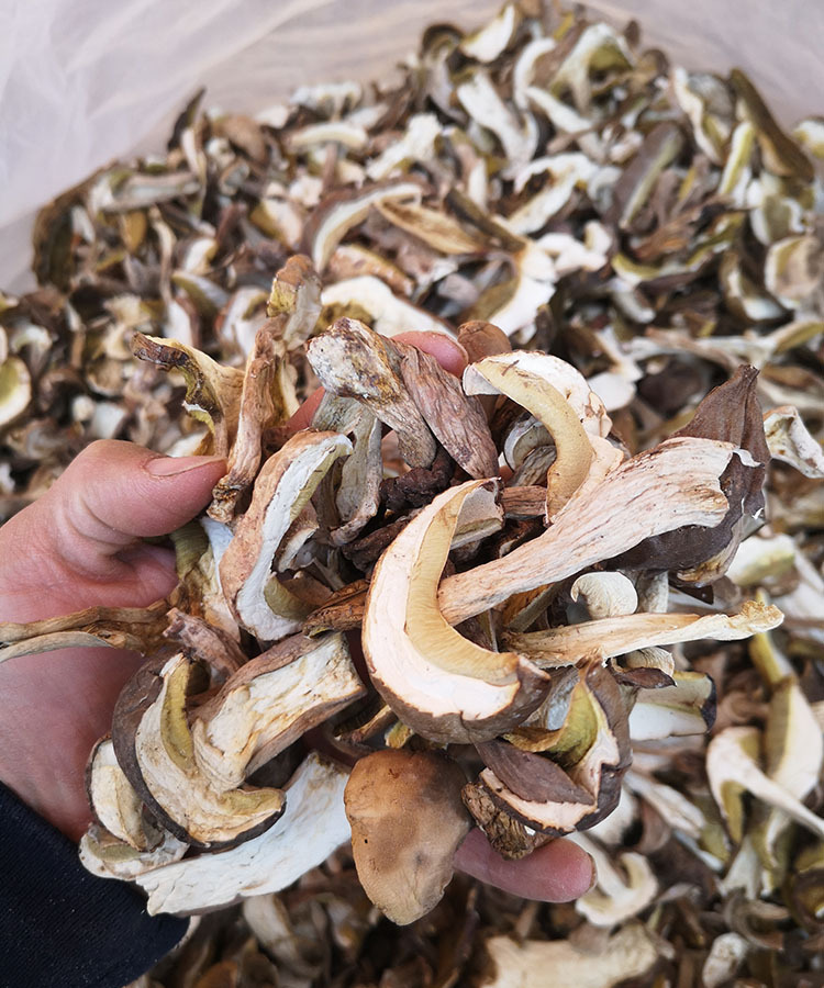 菌状元云南特产切片白葱美味白黄牛肝菌水洗白片干货批发一件代发