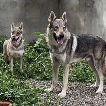 纯种捷克狼幼犬活体大型猛犬狼犬批发纯种捷克狼幼苗家养宠物狗狗