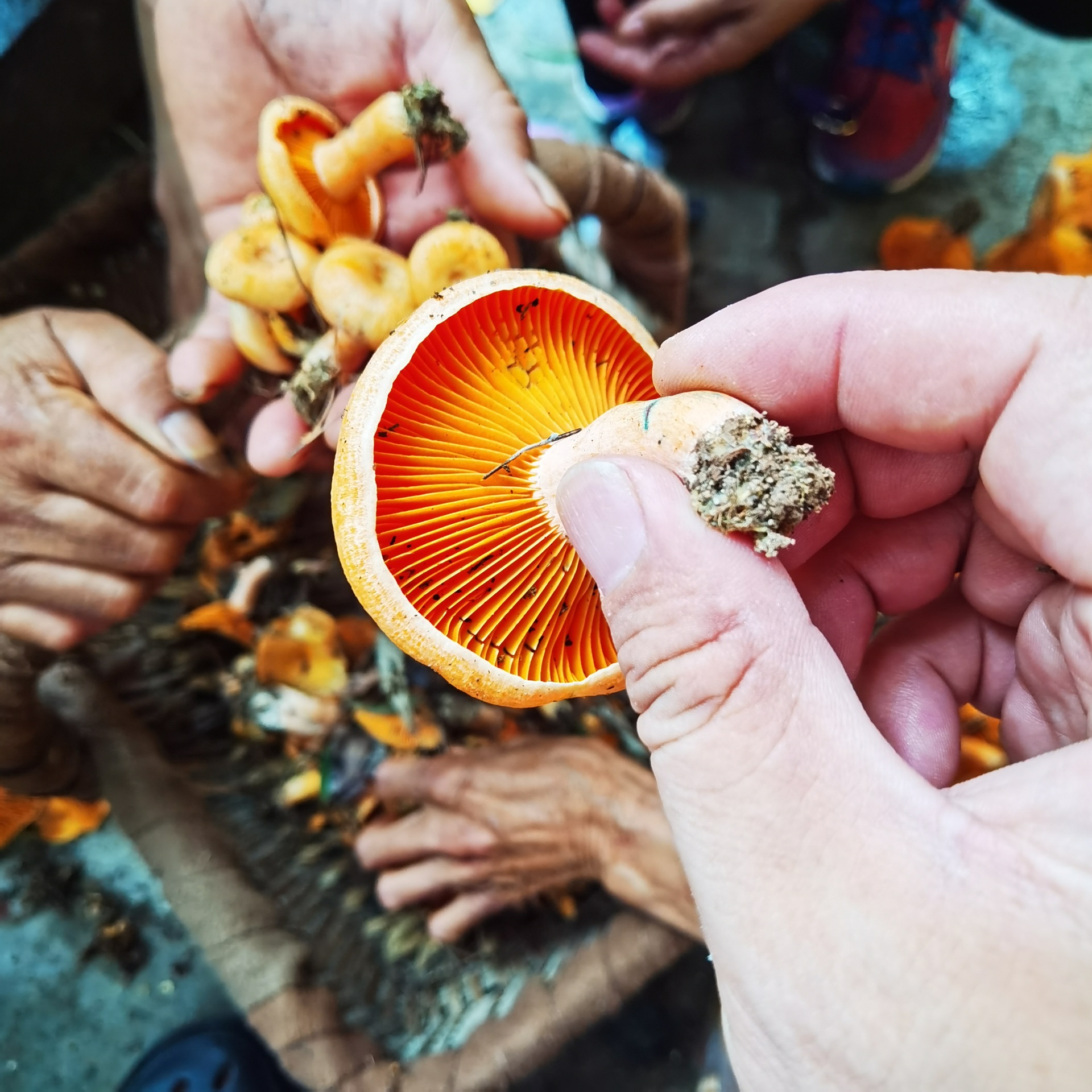 湘西特产山珍新鲜蘑菇野生菌黄枞菌六月菌菌寒菌雁鹅菌500克包邮