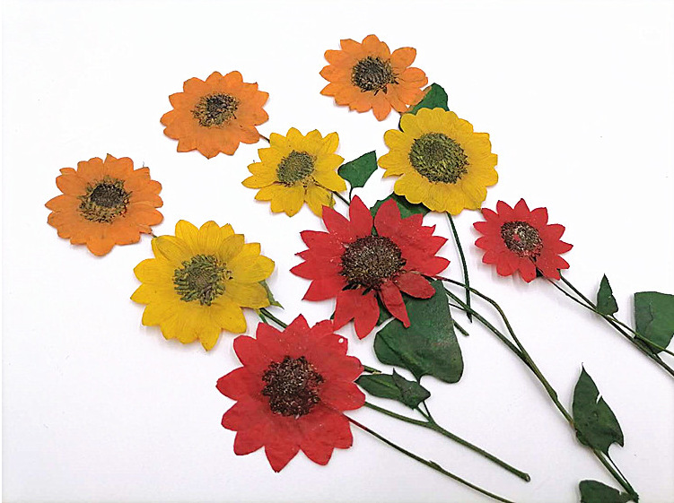 太阳花枝 装饰干花枝押花画框压花贴画儿童手工diy真花植物标本