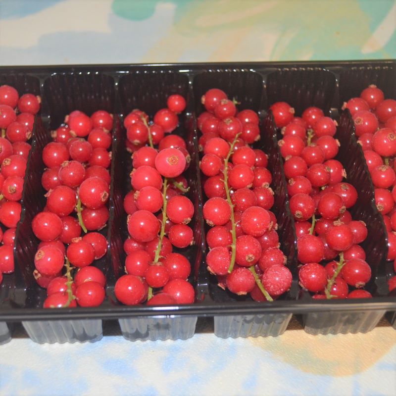 冷冻带枝红加仑安德鲁速冻带茎红加仑200克/盒