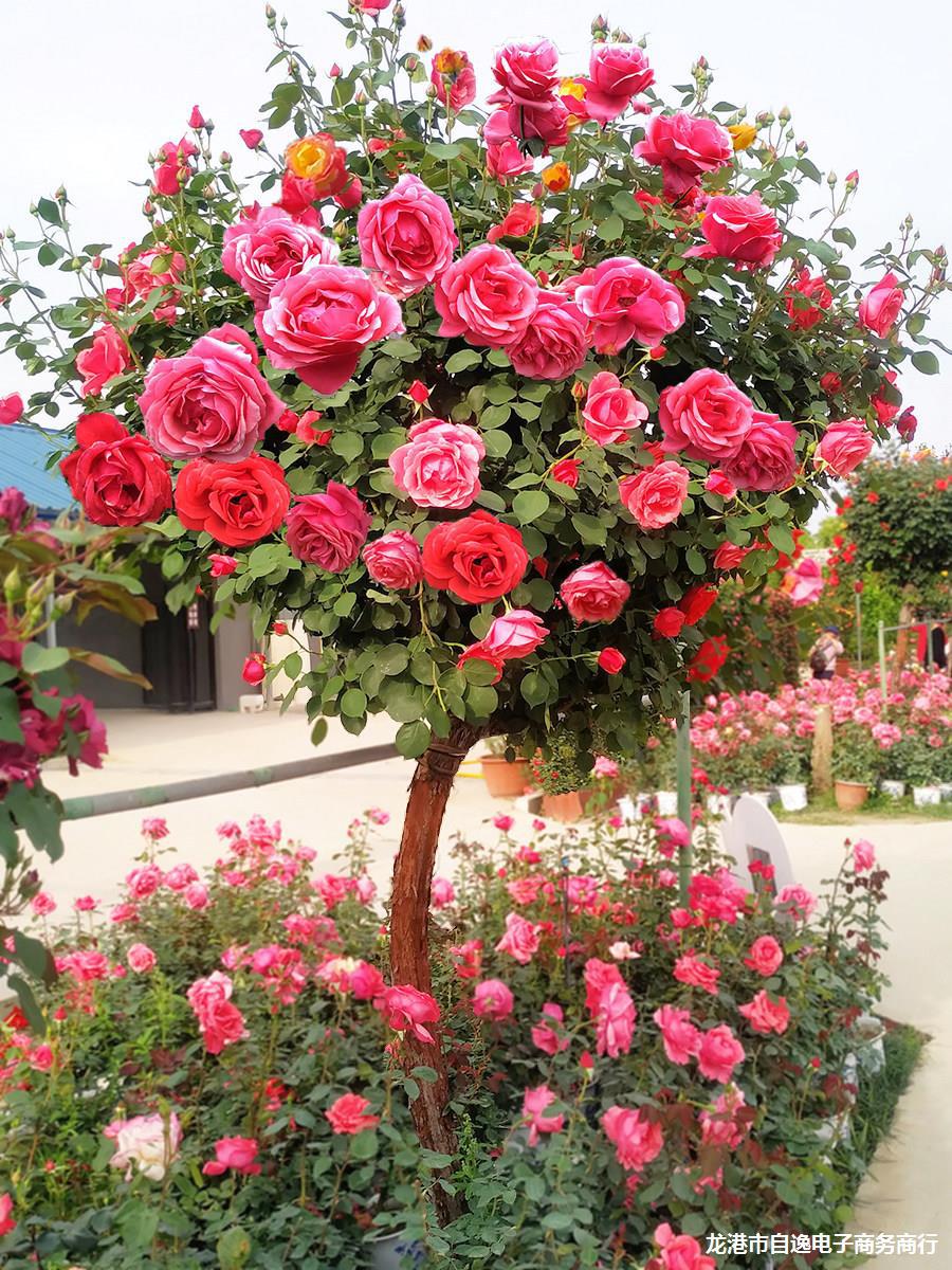 高杆树状月季树庭院别墅多色嫁接树桩盆栽多季浓香大