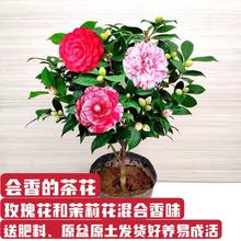 一件代发四季茶花盆栽树苗五色赤丹茶花苗四季浓香花卉好养阳台客