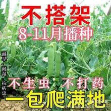 矮生双荚荷兰豆种子不搭架红花软荚菜豌豆四季播蔬菜种籽