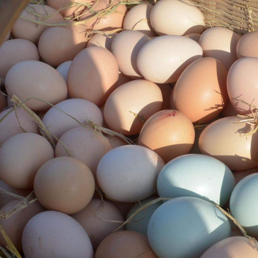 四川农村土鸡蛋草鸡蛋跑山鸡蛋散养走地鸡放养月子蛋新鲜包邮餐饮
