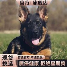 德牧幼犬平背活体纯种德国牧羊犬幼犬活体幼崽德牧活体警犬宠物狗